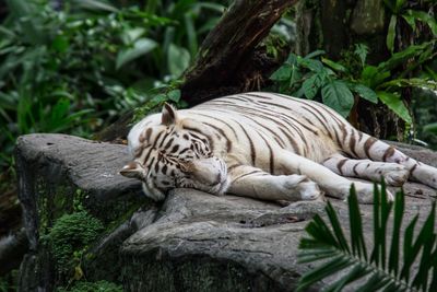 Tiger relaxing in a zoo