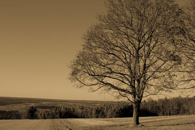 Bare tree on field against clear sky during winter