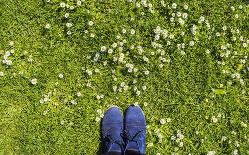 Low section of person in blue shoes on grassy field