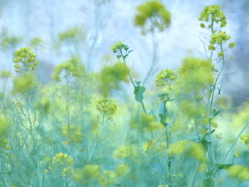 Close-up of yellow flowering plants on field