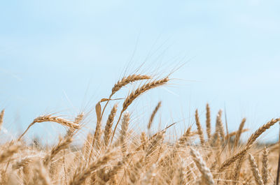 Close-up of wheat growing on field against sky