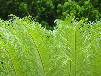 Close-up of fern leaves