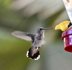 Close-up of  hummingbird bird flying