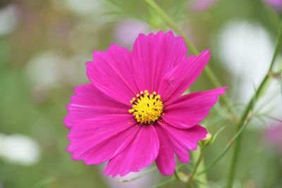 Close-up of pink cosmos flower