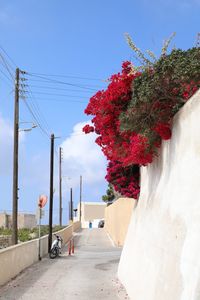 Red flowering plants by road against sky