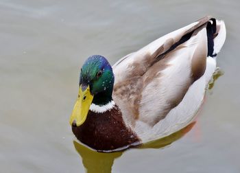 Close-up of a duck in a lake