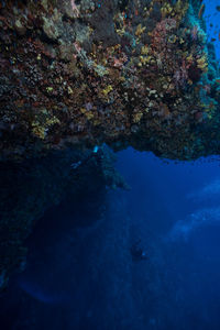 View of coral in sea