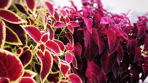 Close-up of red flowering plants