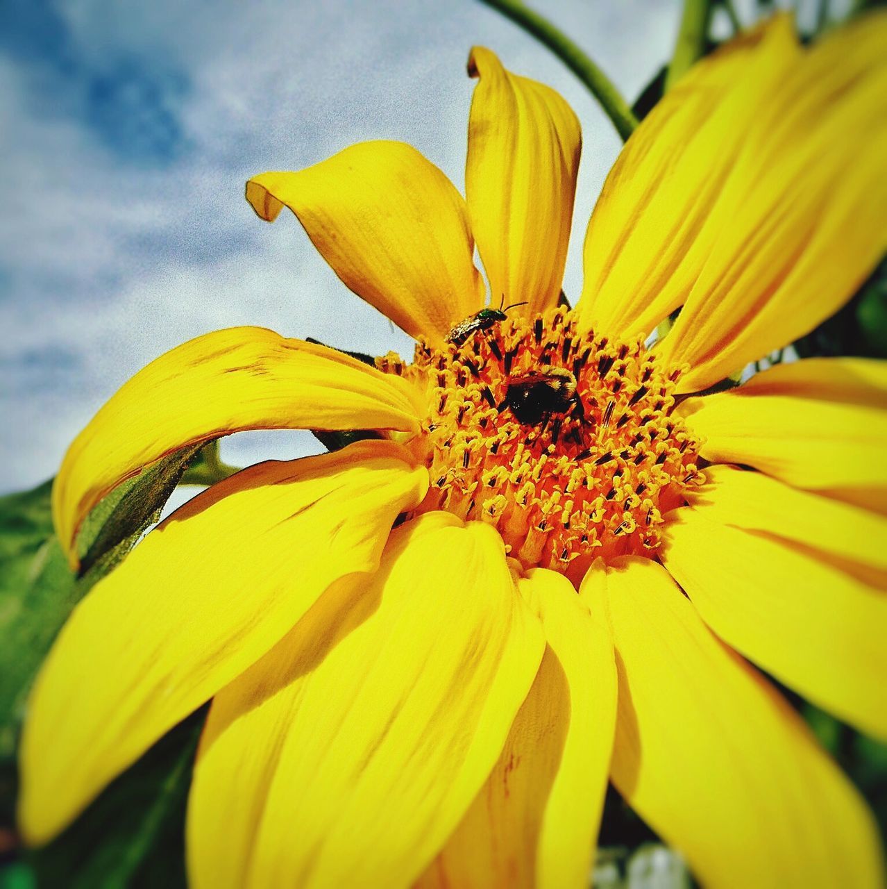 yellow, flower, petal, freshness, flower head, fragility, growth, close-up, beauty in nature, pollen, blooming, nature, focus on foreground, plant, single flower, in bloom, sunflower, outdoors, day, no people