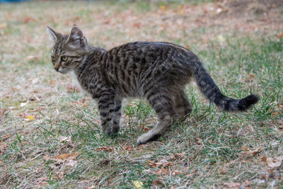 Portrait of a cat on field