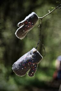 Close-up of strawberry growing on tree