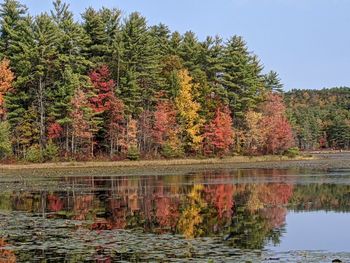 Trees by lake in forest against sky during autumn