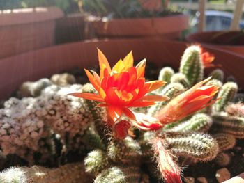 Close-up of red flowering plant