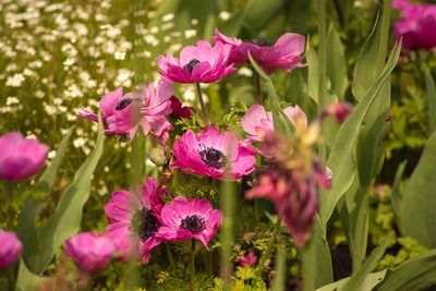 Close-up of pink flowering plants