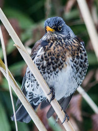 Close-up of bird perching outdoors