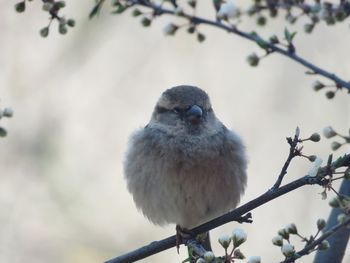 Low angle view of bird perching on branch