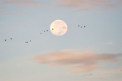 Low angle view of bird flying in sky