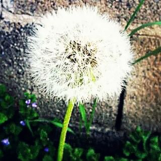 flower, dandelion, growth, fragility, freshness, close-up, flower head, beauty in nature, nature, focus on foreground, white color, single flower, plant, softness, stem, uncultivated, wildflower, blooming, in bloom, day