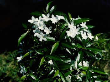 Close-up of white flowering plant