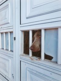 View of dog peeking through window of building