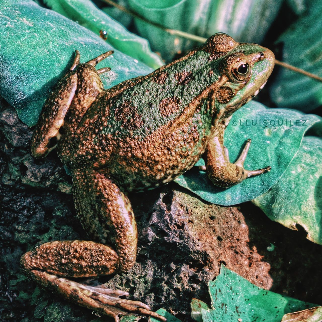 CLOSE-UP OF A FROG ON ROCK