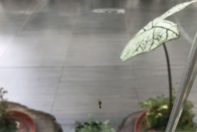 Close-up of butterfly flying