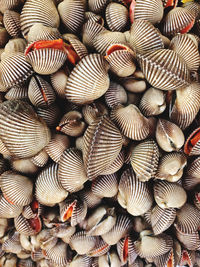 Full frame shot of seafood shells