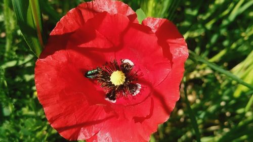 Close-up of bee on red hibiscus