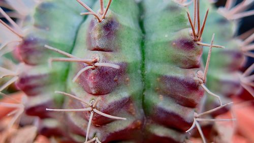 Close-up of prickly pear cactus