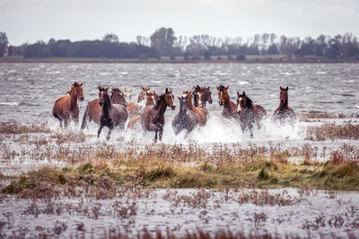 Rear view of people in lake