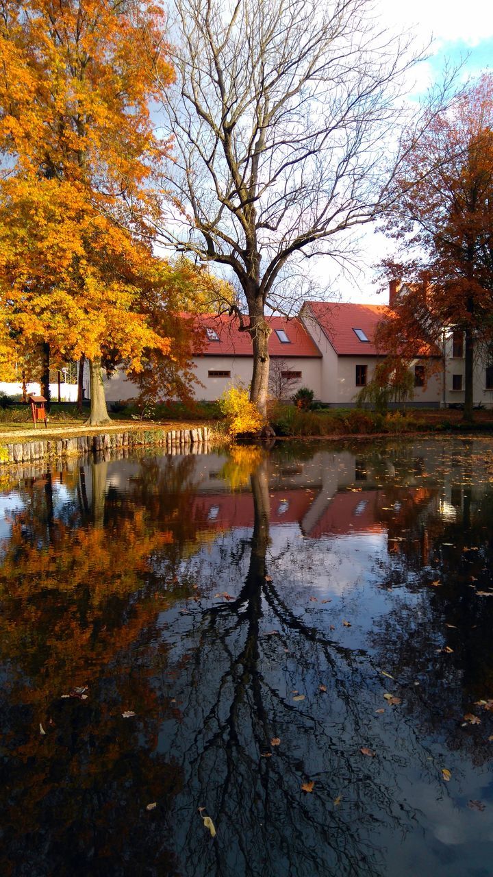 REFLECTION OF TREE IN WATER