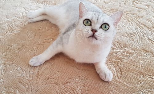 High angle portrait of cat relaxing on floor