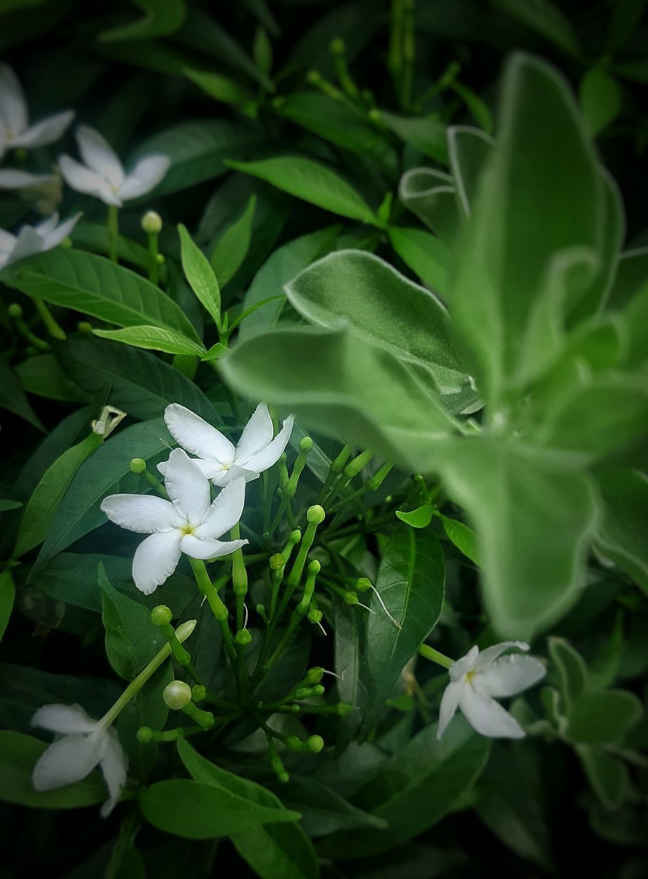 CLOSE-UP OF FLOWERING PLANT