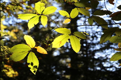 Close-up of yellow leaves on tree