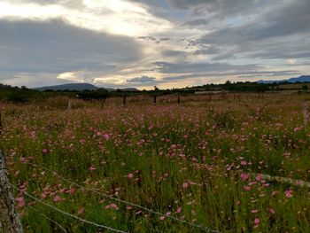 Plants growing on field against sky during sunset