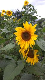 Close-up of sunflower