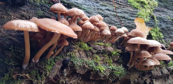 Close-up of mushrooms growing on tree trunk