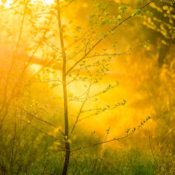 A beautiful diffused light during the spring sunrise. trees in spring with warm sun light.