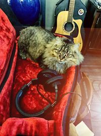 Portrait of a cat