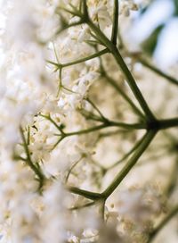 Close-up of white flowers on branch