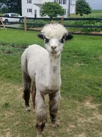 Portrait of an animal on field