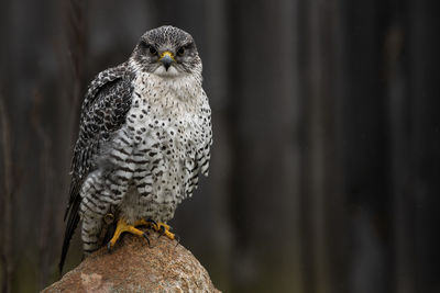 A trained gryfalcon on a rock, barn in background. falco rusticolus.