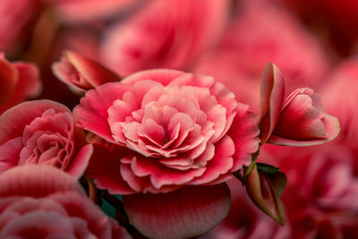 Close-up of pink rose flower