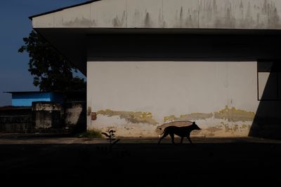 Horses on wall against sky