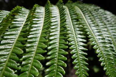 Close-up of green leaves on fern in hawaii