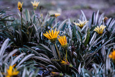 Close-up of yellow crocus flowers on field