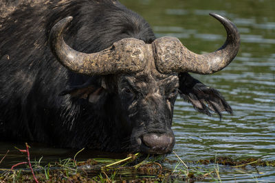 Buffalo standing in lake