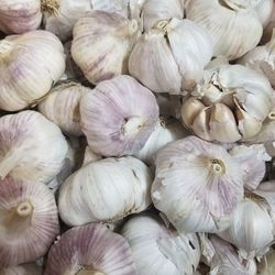 Beautiful and big garlic cloves 