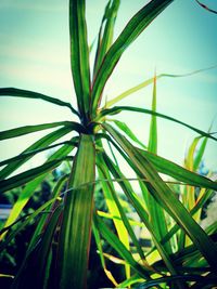 Close-up of palm tree against sky