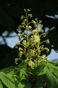 Close-up of flowering plant